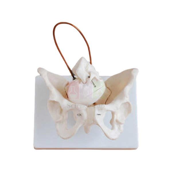 Human Birth Demonstration Model